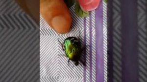 майский жук в июне