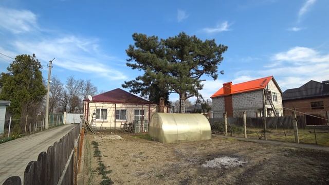 Обрезка большой сосны смотреть онлайн