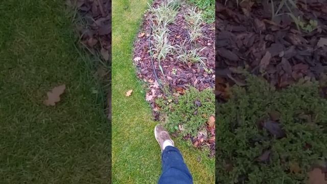 В ЛАНДШАФТЕ у каждого своё место #архитекторландшафтов #short тег проекта ? #садсдубами смотреть онлайн