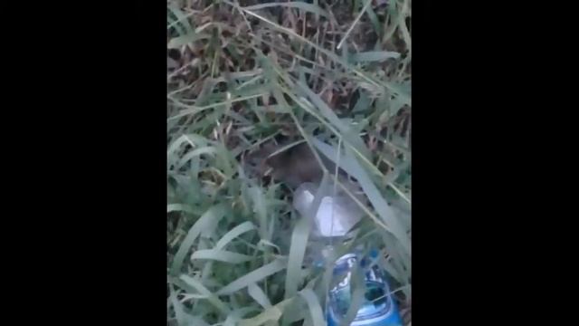 Крысы атакуют, спокойно гуляют во дворе смотреть онлайн