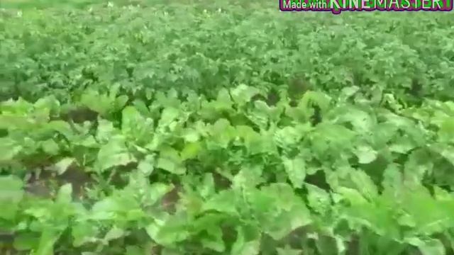 Республика Чувашия смотреть онлайн
