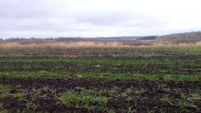 Всходы озимых посеянных Румом!? смотреть онлайн