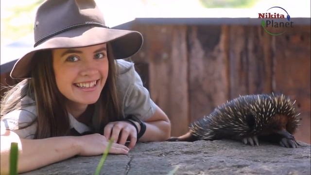Ехидновые . Echidna