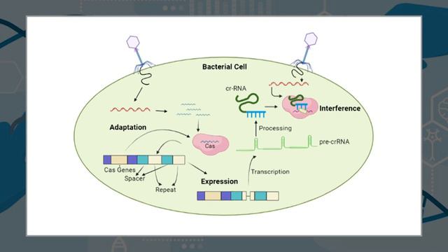 GENE EDITING BY CRISPR CAS TECHNOLOGY DR RAVI KUMAR GUPTA PART 2 смотреть онлайн