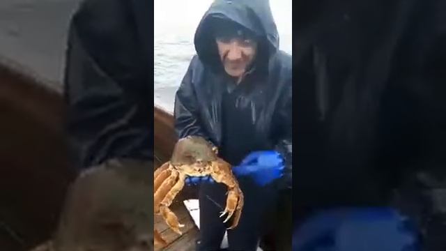 Краб в каске ))).mp4 смотреть онлайн