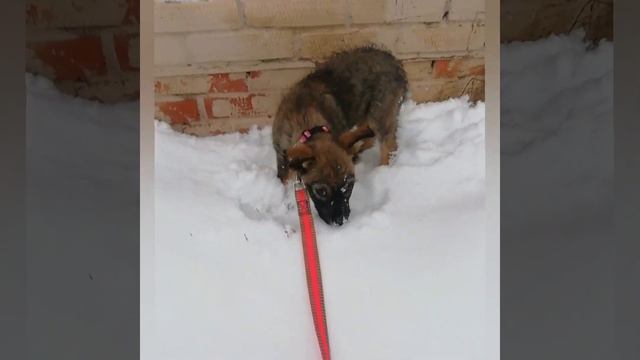 Буська, ищет дом #собачий_ангел77 #возьмидругаизприюта #собакадругчеловека #московскаяобласть