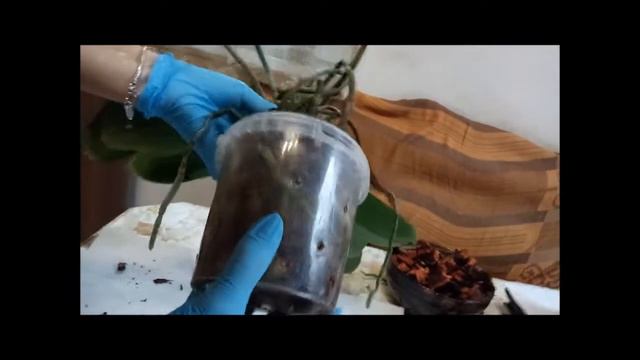 Сложная пересадка древнего фаленопсиса Misty Mountain смотреть онлайн