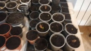 Как вырастить Араукарию Чилийскую из семян.