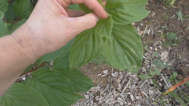 Гортензия метельчатая.  Результат весенней обрезки.