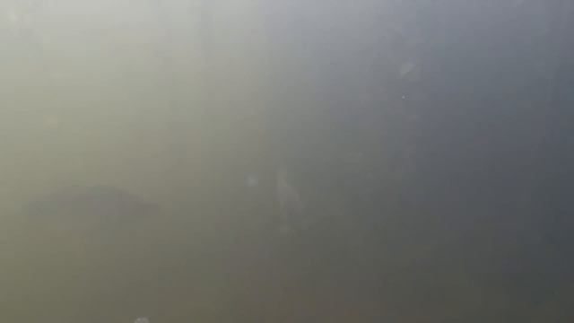 Подводная охота на карпа или сазана. Много красивых рыб смотреть онлайн