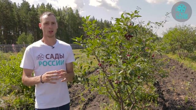 Вишня Шоколадница  - лучшее из возможного!