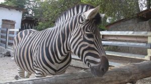 Зоопарк для детей видео - Дикие животные, развивающее видео