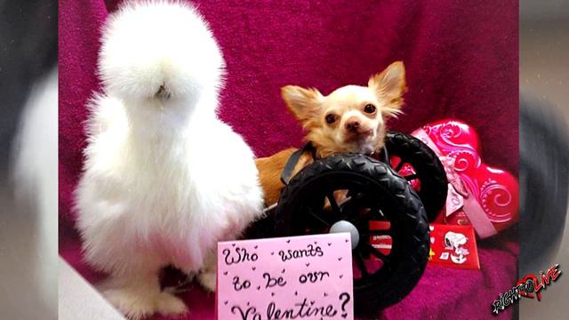 The Incredible Rescue Story of Lab Chicken and Tiny Chihuahua! смотреть онлайн