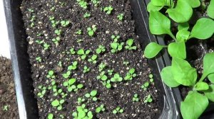 Подсветка рассады. Просто. Бюджетно. Много света.