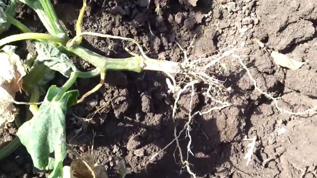 Я заметил, что неожиданно один из кустов огурцов завял, и начал искать причину