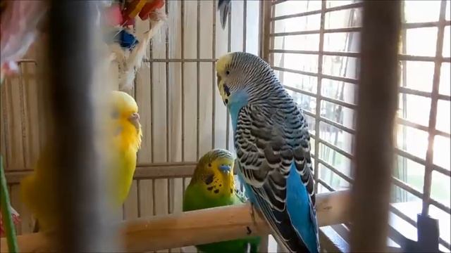 Cute Pet Budgies Chirping, 3.5 Hr Nature Parakeets Bird Sound to Reduce Stress смотреть онлайн