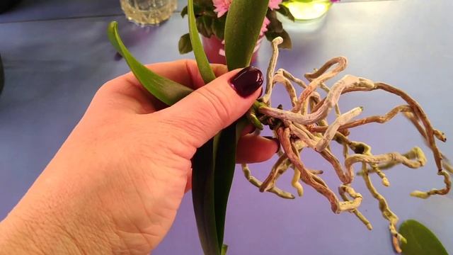 04.04.22.ОРХИДЕЯ без названия.. пересадка.. смотреть онлайн