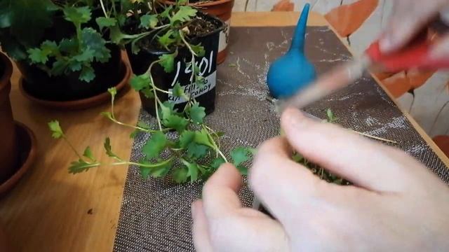 Бегония взошла и остановилась в росте?? Движуха только движуха и Вы не узнаете свою БЕГОНИЮ))) смотреть онлайн