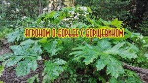 Борьба с борщевиком на участке