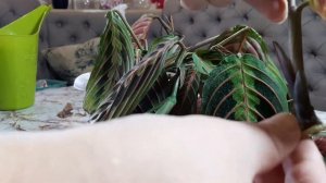 ???Размножение маранты. ✔Советы по уходу.