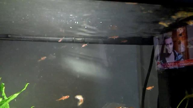 Rasbora Mosquito (Boraras Brigittae) смотреть онлайн