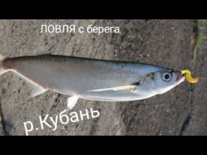 ЛОВЛЯ ЧЕХОНИ С БЕРЕГА НА РЕКЕ КУБАНЬ.