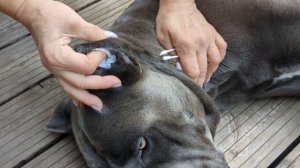 кане Корсо. как чистить уши