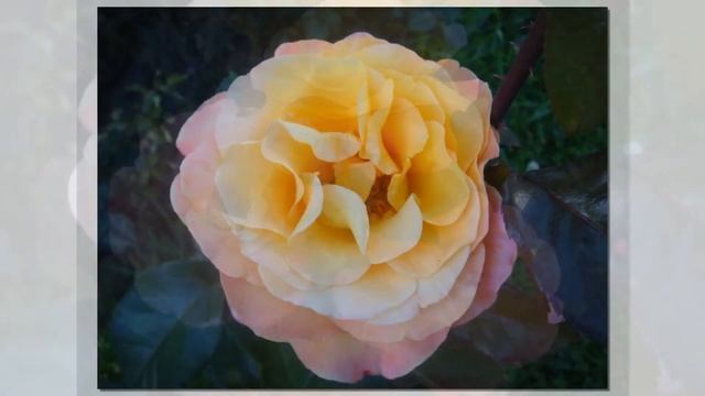 Adolf Horstmann Rose, Florists Rose