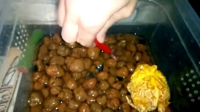 Рогатка ест мышь смотреть онлайн