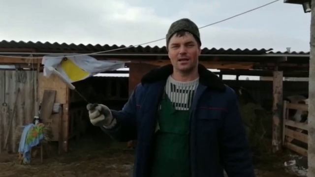 Как узнать чистый вес свиньи. Без весов и таблицы. смотреть онлайн