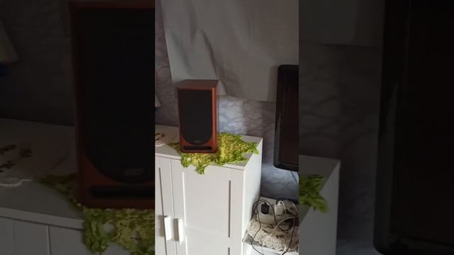 Cantius 1 смотреть онлайн