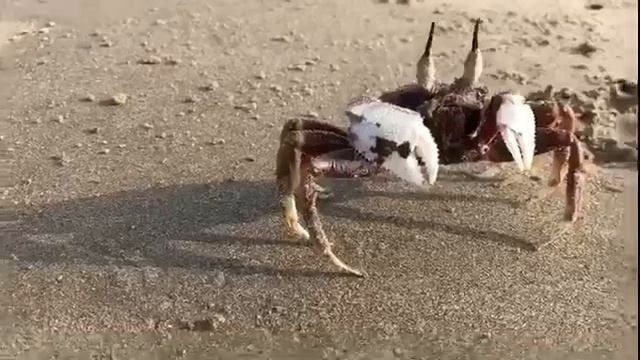 Открыл мотосезон 2017 на ГОА смотреть онлайн