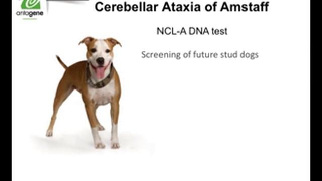 Cerebellar Ataxia Of American Staffordshire Terrier (AmStaff) - ANTAGENE