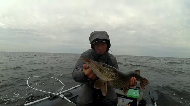 Огромный судак на спиннинг. Рыбалка на Рыбинском водохранилище в середине осени. Рыбинка раздает. смотреть онлайн