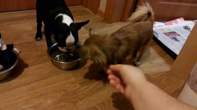 Бостон терьер. питомник `БОН ФО ШОУ` Завтрак !!! смотреть онлайн