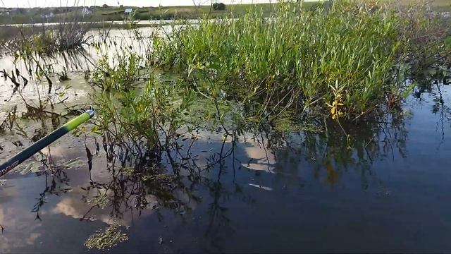 Рыбалка на карася на деревенском пруду. смотреть онлайн