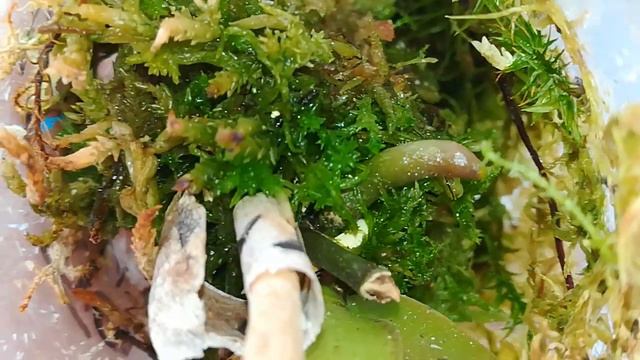 ХОРОШИЕ НОВОСТИ ИЗ БУТЫЛОК С ДЕТКАМИ ЛЕГАТО ❣️😍🙃❤️ смотреть онлайн