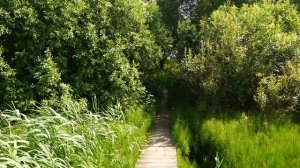 ЛОВЛЯ КАРПА В ЖАРКУЮ ПОГОДУ. Где искать карпа летом?!