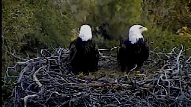 Mating Bald Eagles Pelican Harbor California 02/23/10 ... K10 & K26 смотреть онлайн