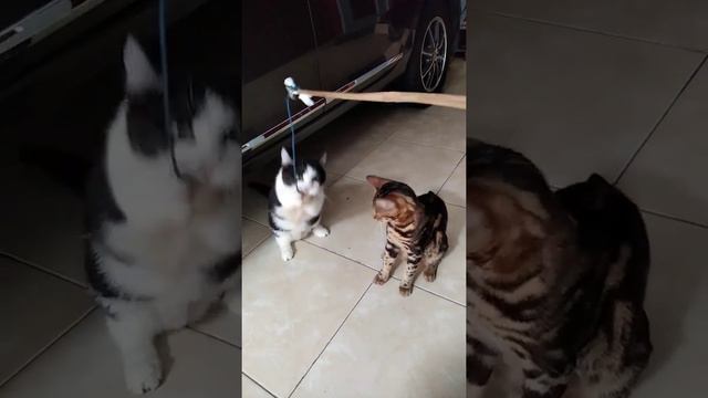 kucing munchkin & bengal bermain смотреть онлайн