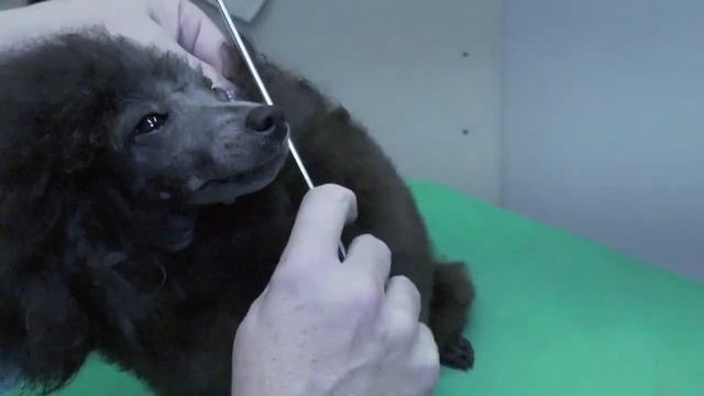 Poodle: Continental Groom: Historically Correct: Instruction