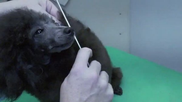 Poodle: Continental Groom: Historically Correct: Instruction