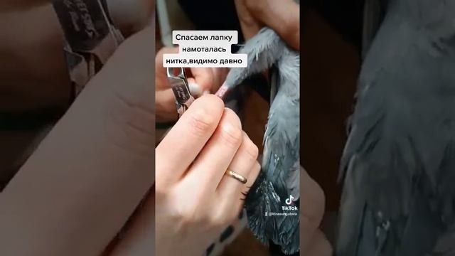 намоталась нить на лапку ,начала врастать в кожу и приживаться ,птичка не могла полноценно ходить смотреть онлайн