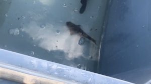 Лечение рыбы в пруду .