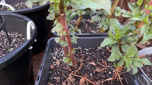 JULY GARDEN TOUR - Transition from SPRING to SUMMER #gardentour смотреть онлайн