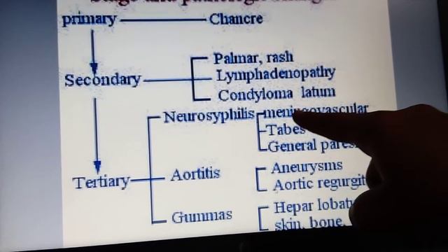 Treponema palladium смотреть онлайн