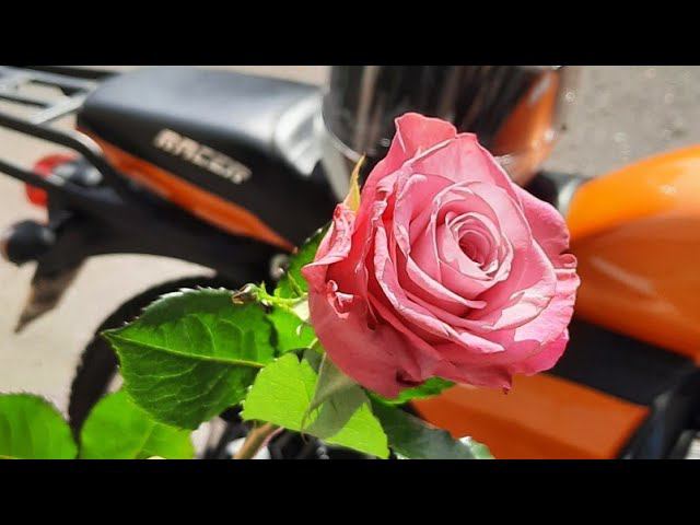 Обзор на Альфа Racer 125см3 (RC50) 23 года выпуска.