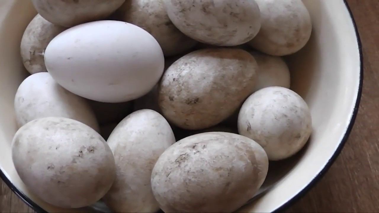 ПОДКИНУЛИ МНЕ ЯЙЦО. НУЖЕН СОВЕТ ГУСЕВОДОВ. ЧТО ЭТО ЗА ПОРОДА? смотреть онлайн