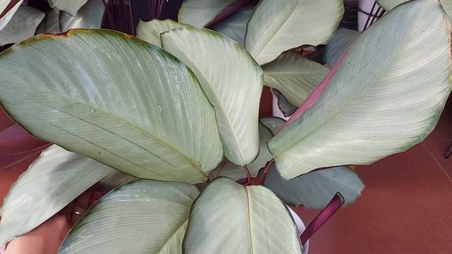 Review Calathea Silver Plate смотреть онлайн