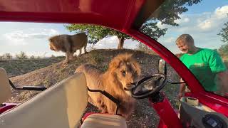 Львиный досмотр нашей машинки!